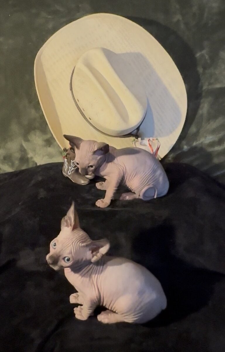 Sphynx babies image 7