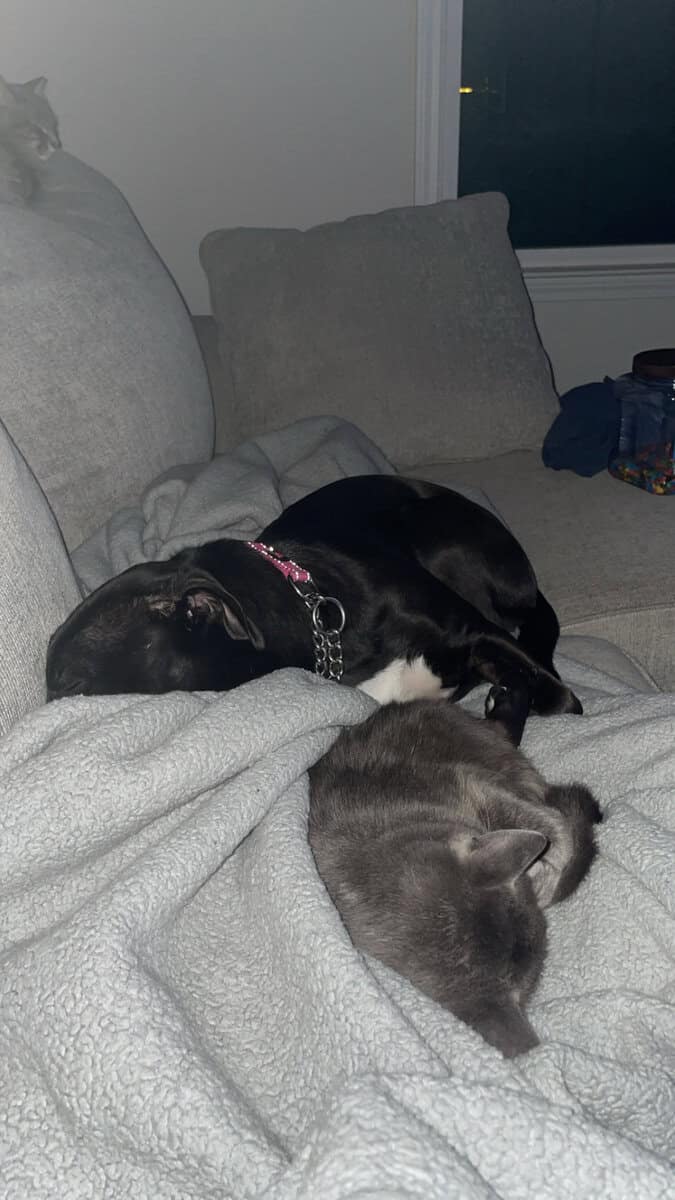 Puppy puddin pop image 15
