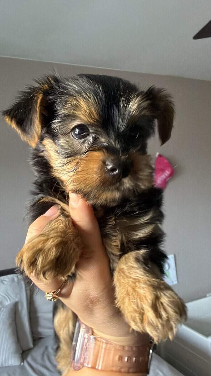 Yorkie image 2