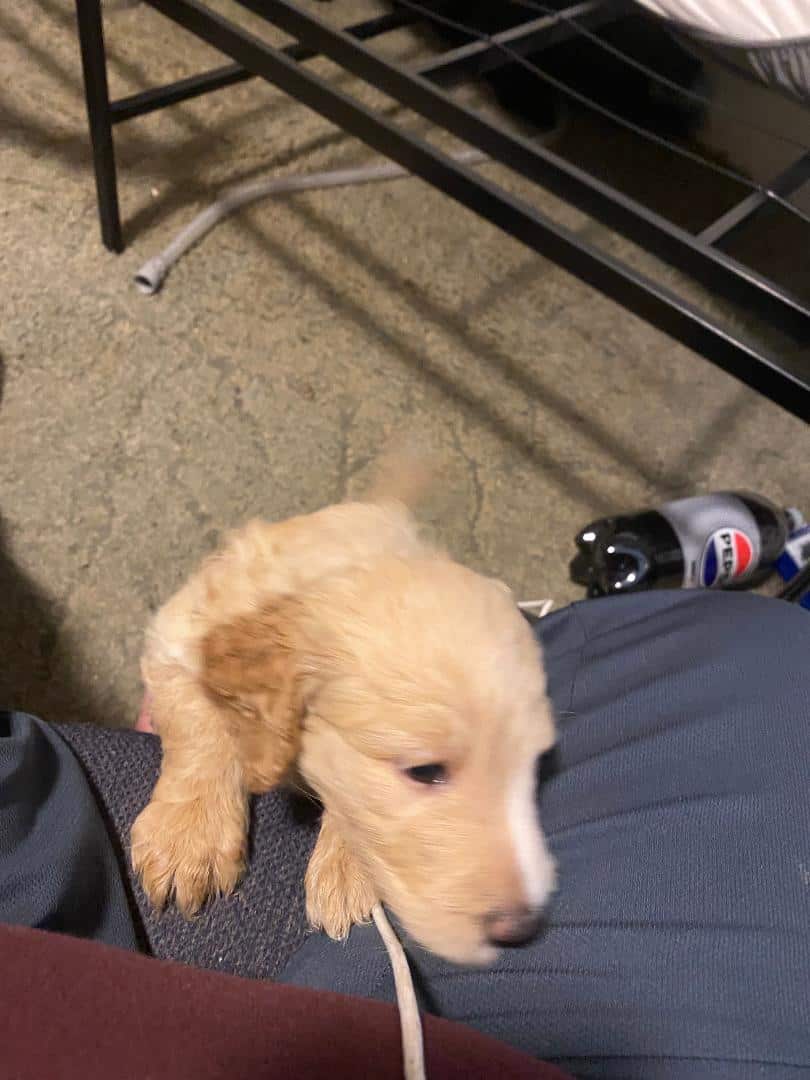 Goldendoodle puppy image 4