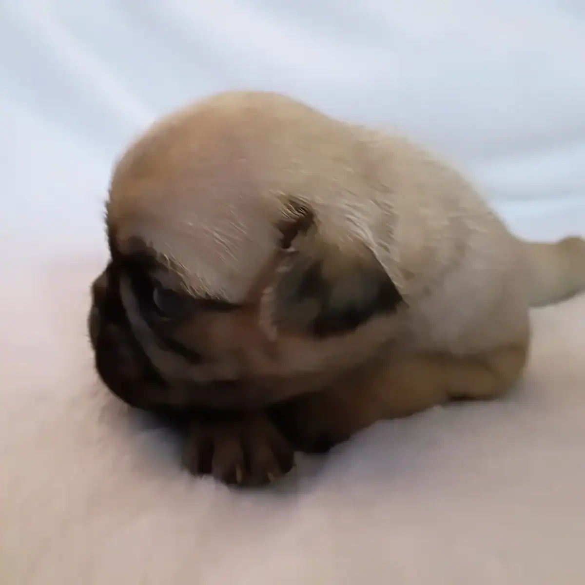 Loving Pugs image 5