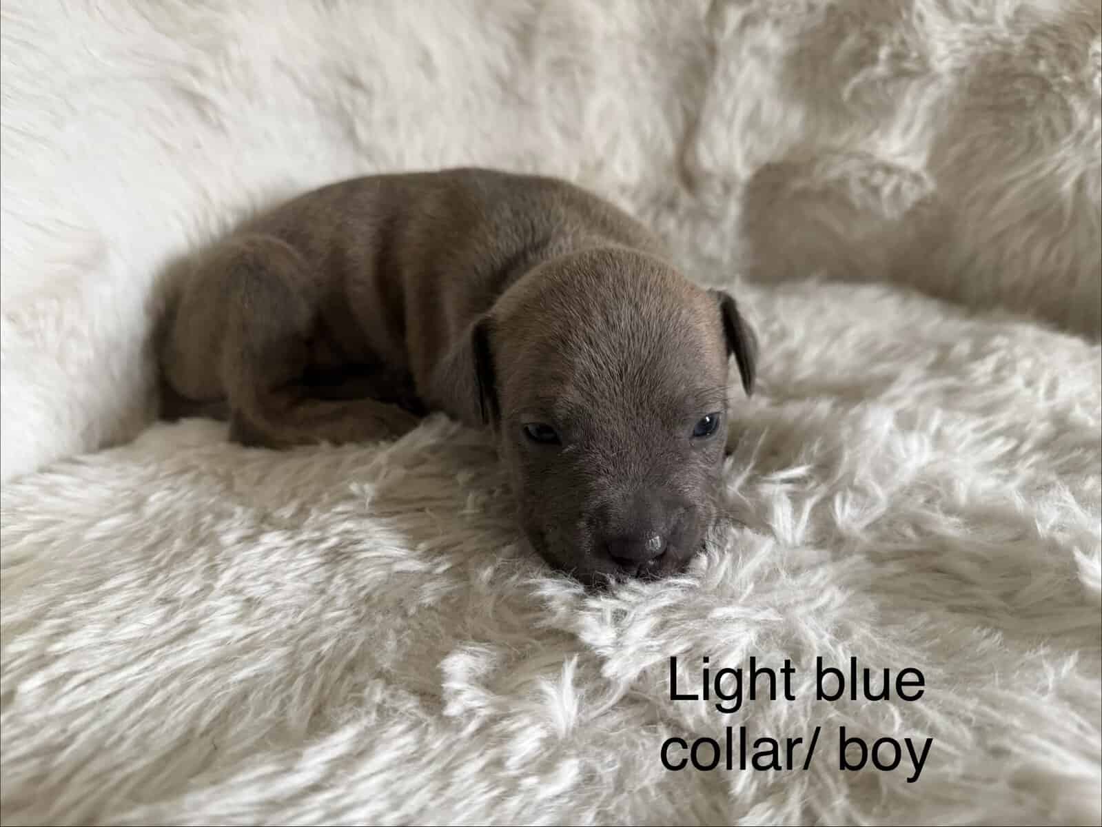 Bandog Puppies image 2