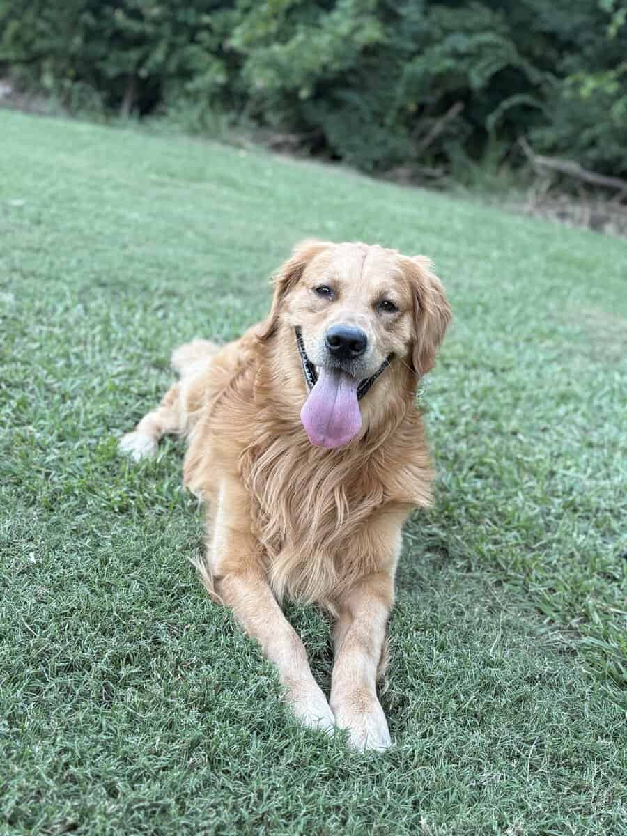 Loving 4-Year-Old Golden Retriever image 6