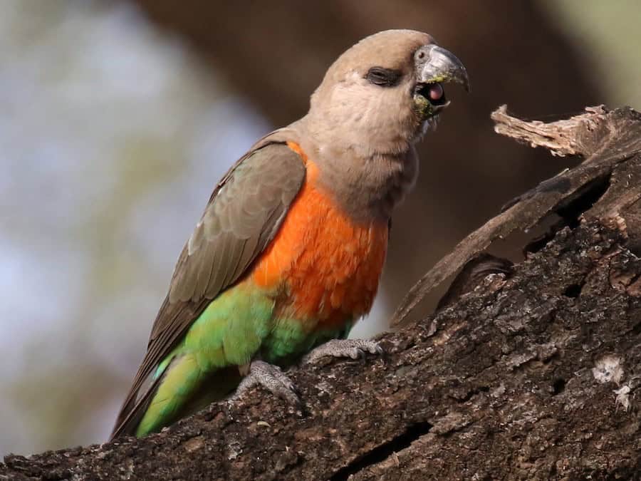 Red Bellied Parrot image 1