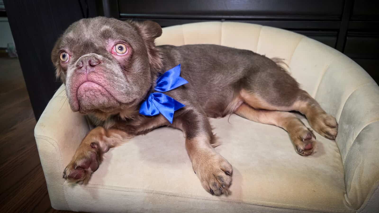 7 mos. Male Fluffy French Bulldog Puppy - Chewy image 3