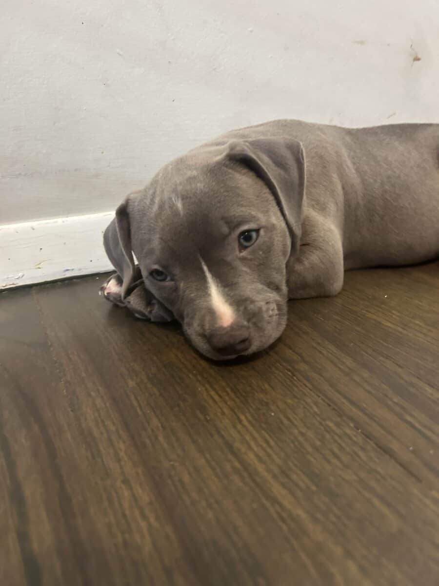 Rehoming 7 pit bull puppies image 4