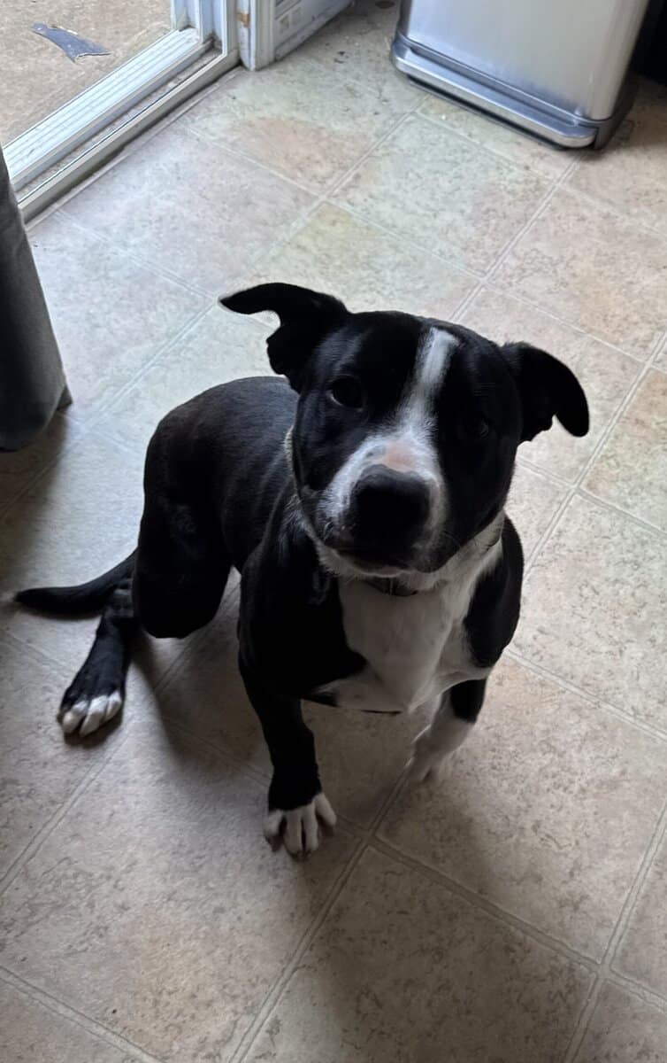 Loving Dog image 2