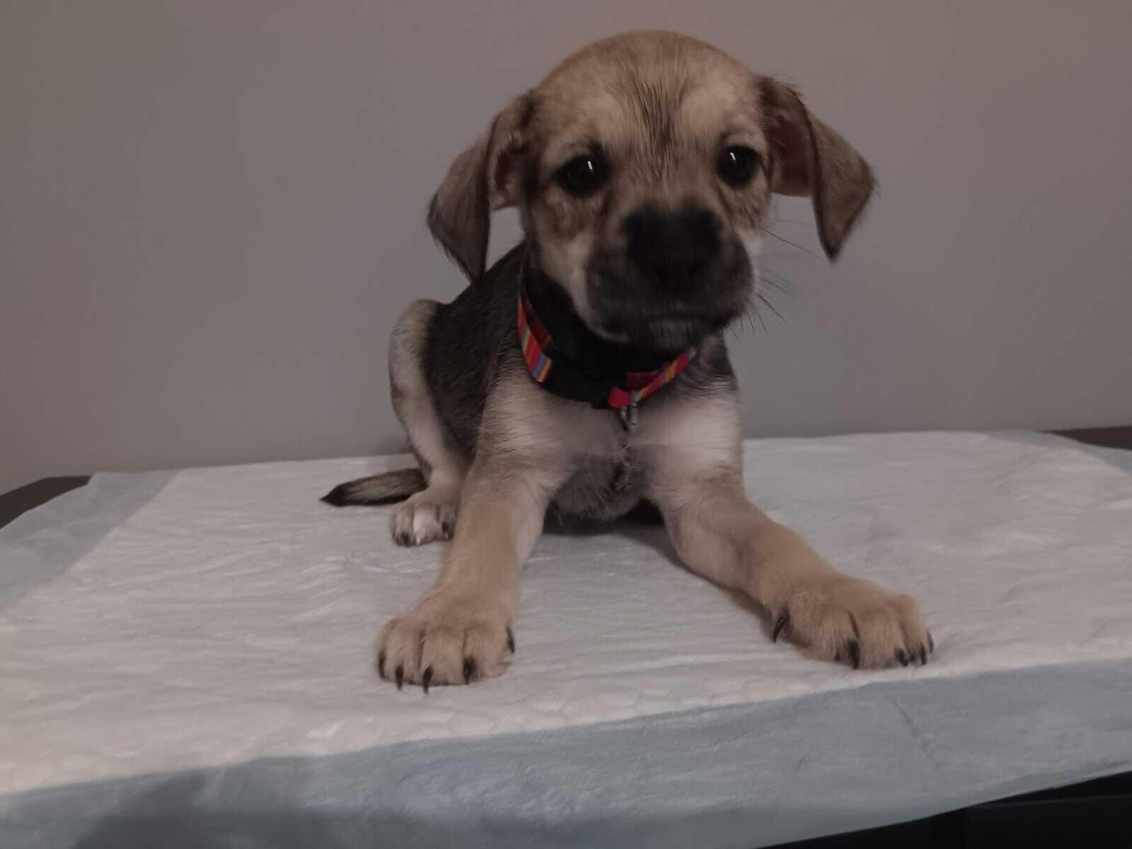 Miniature schnauzer/mix puppies image 3