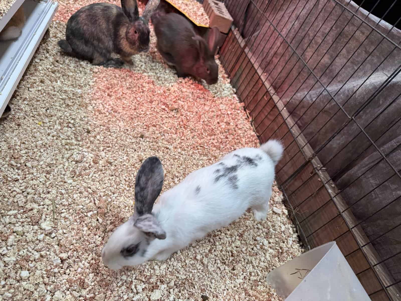 New Zealand Bunny Kits — Sweet, Chunky, & Ready No image 11