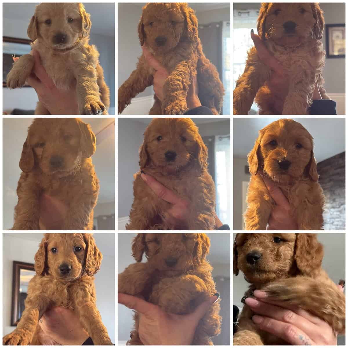 Mini golden doodle image 2