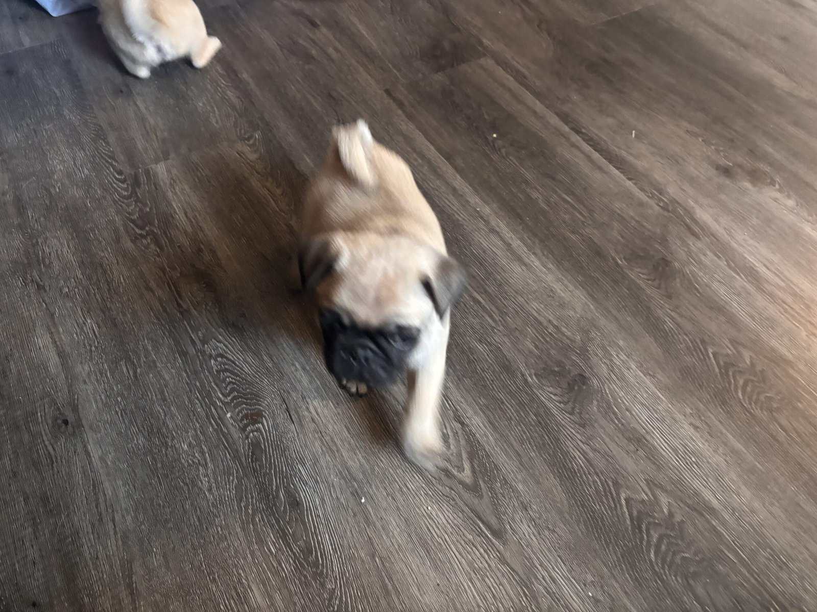 PUG PUPPIES!! image 1