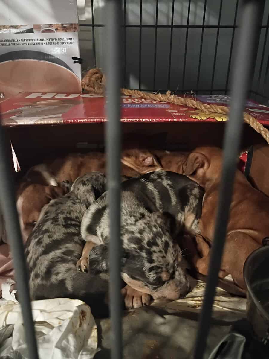 Pitbulls puppy 1 girl and 3 boys left image 10