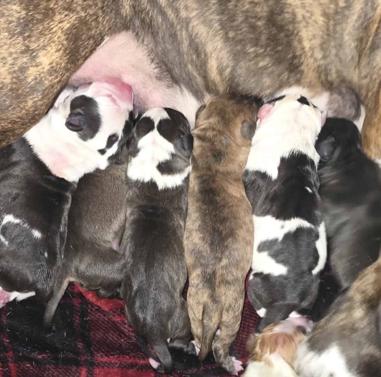 Adorable Pitbull Puppies – Now Reserving image 5
