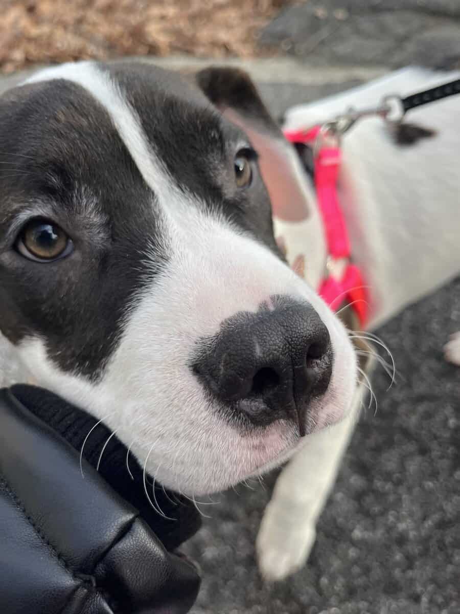 Puppy-4 month old pit/mastiff image 5