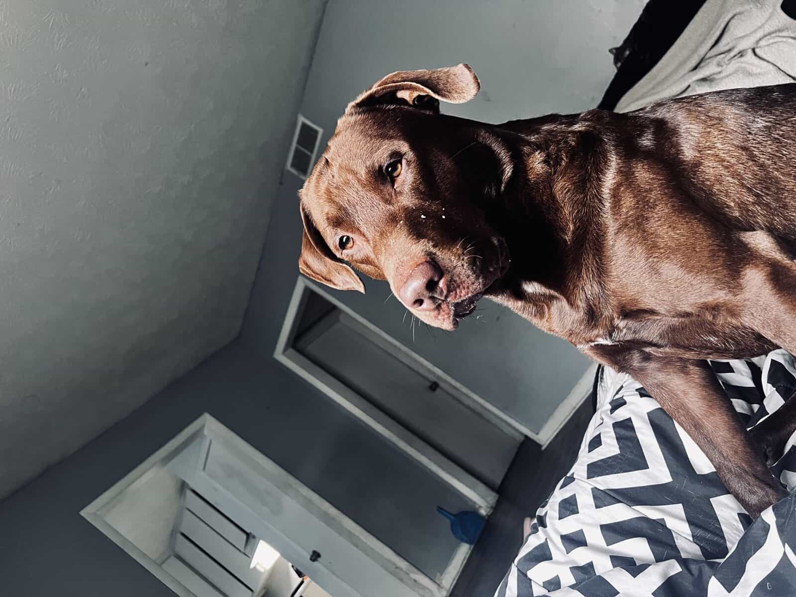 Brown Labrador retriever for sale image 1