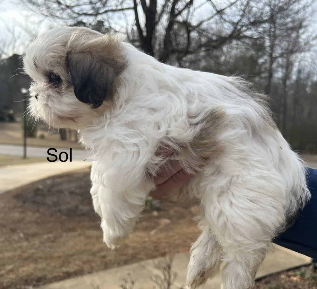 Shih Tzu Puppies fo Sale and Ready fo Adoption!! image 5