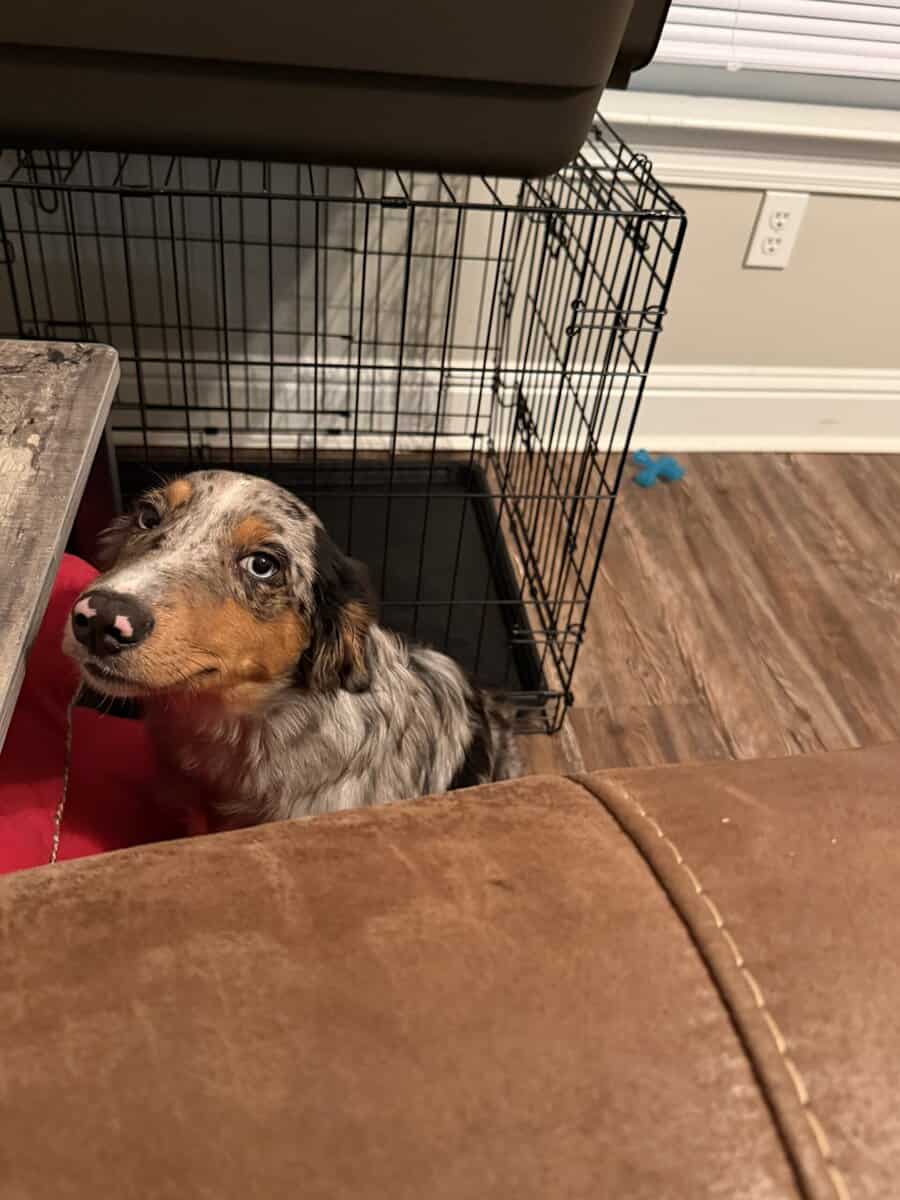 Australian Shepherd image 1