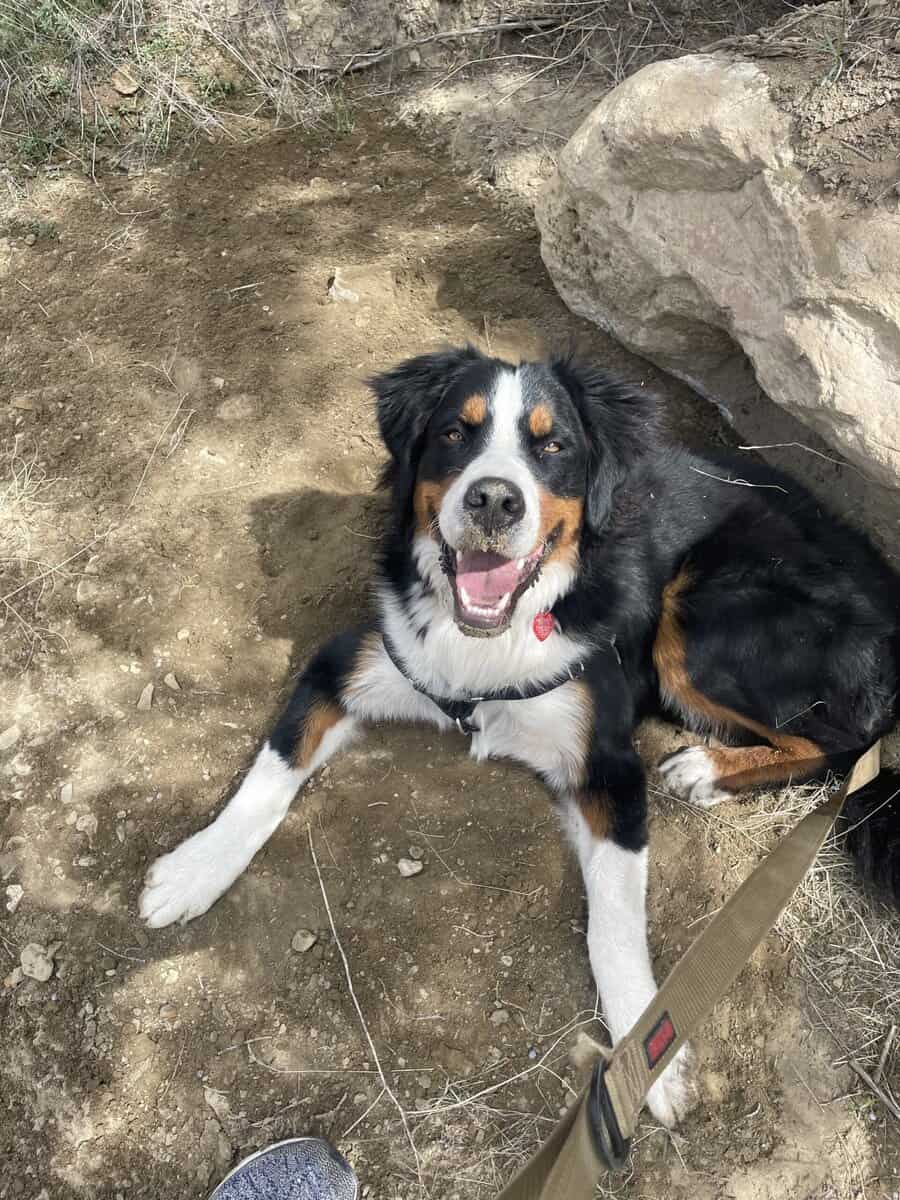 PURE BRED BERNESE MOUNTAIN DOG image 3
