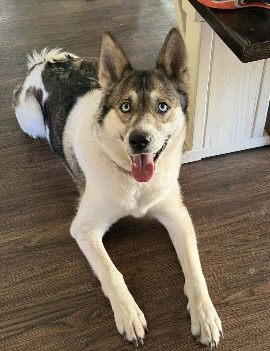 sweet Nala needs a home image 3