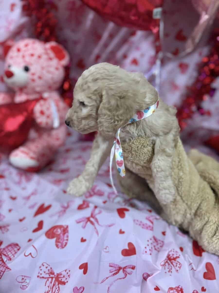 Goldendoodle Puippies image 4