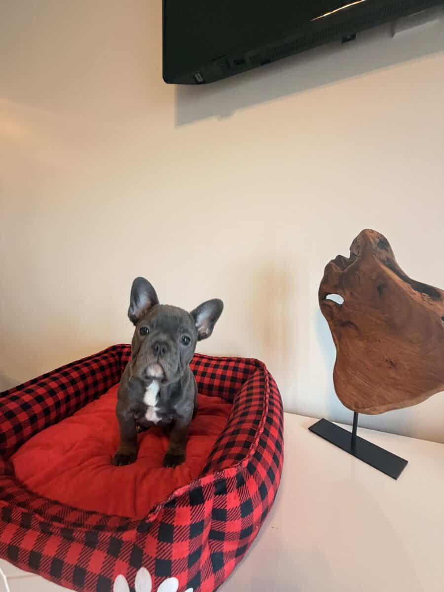 Frenchies looking for a Forever Home image 8