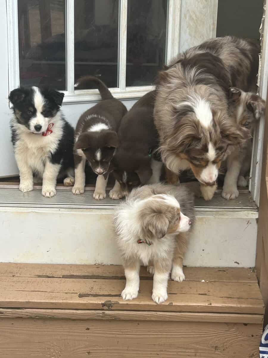 Puppies image 2