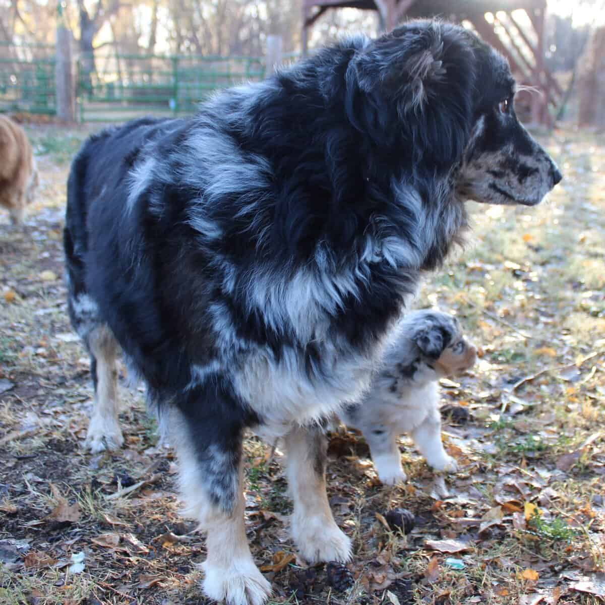 Australian Shepherd pups image 2