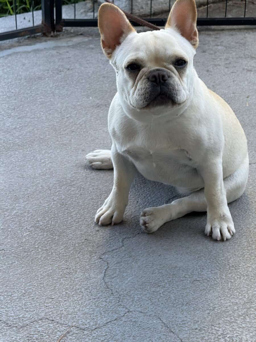 female French bulldog fawn 6 months old image 4