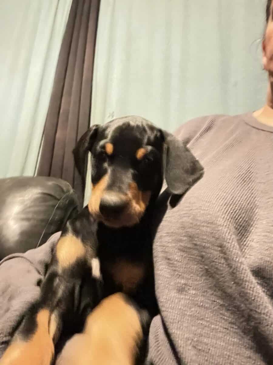 Doberman Puppies image 2