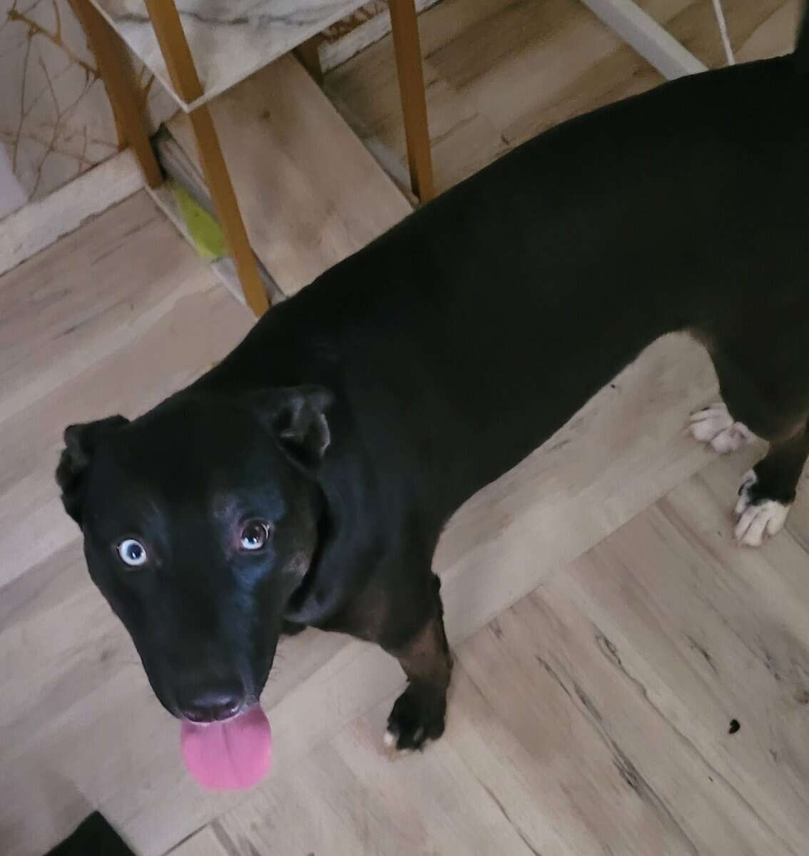 Free Husky Pitbull Terrier image 2