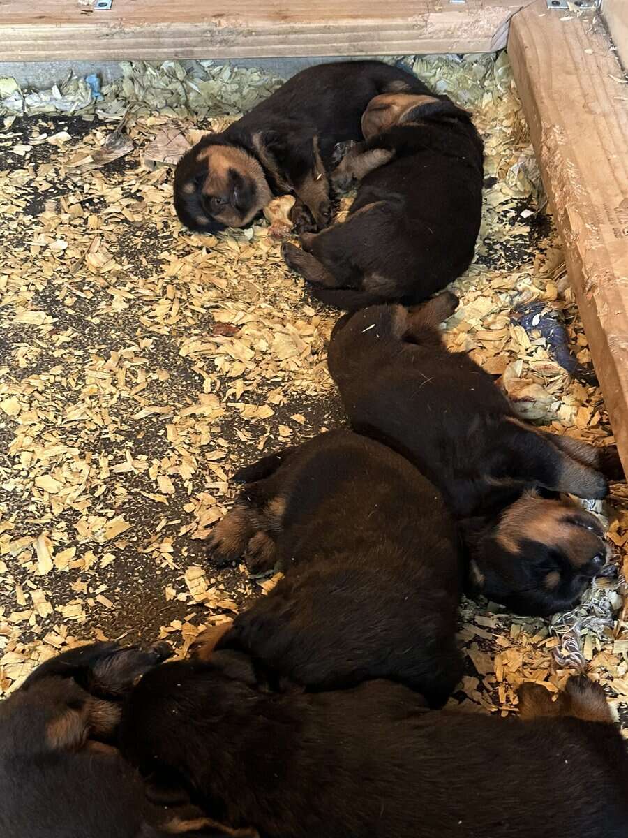 Rottweiler Puppies For Sale image 1