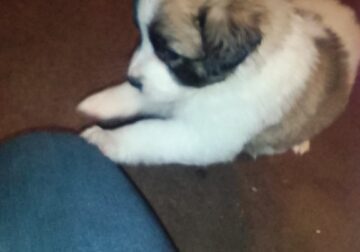 Great Pyrenees puppy