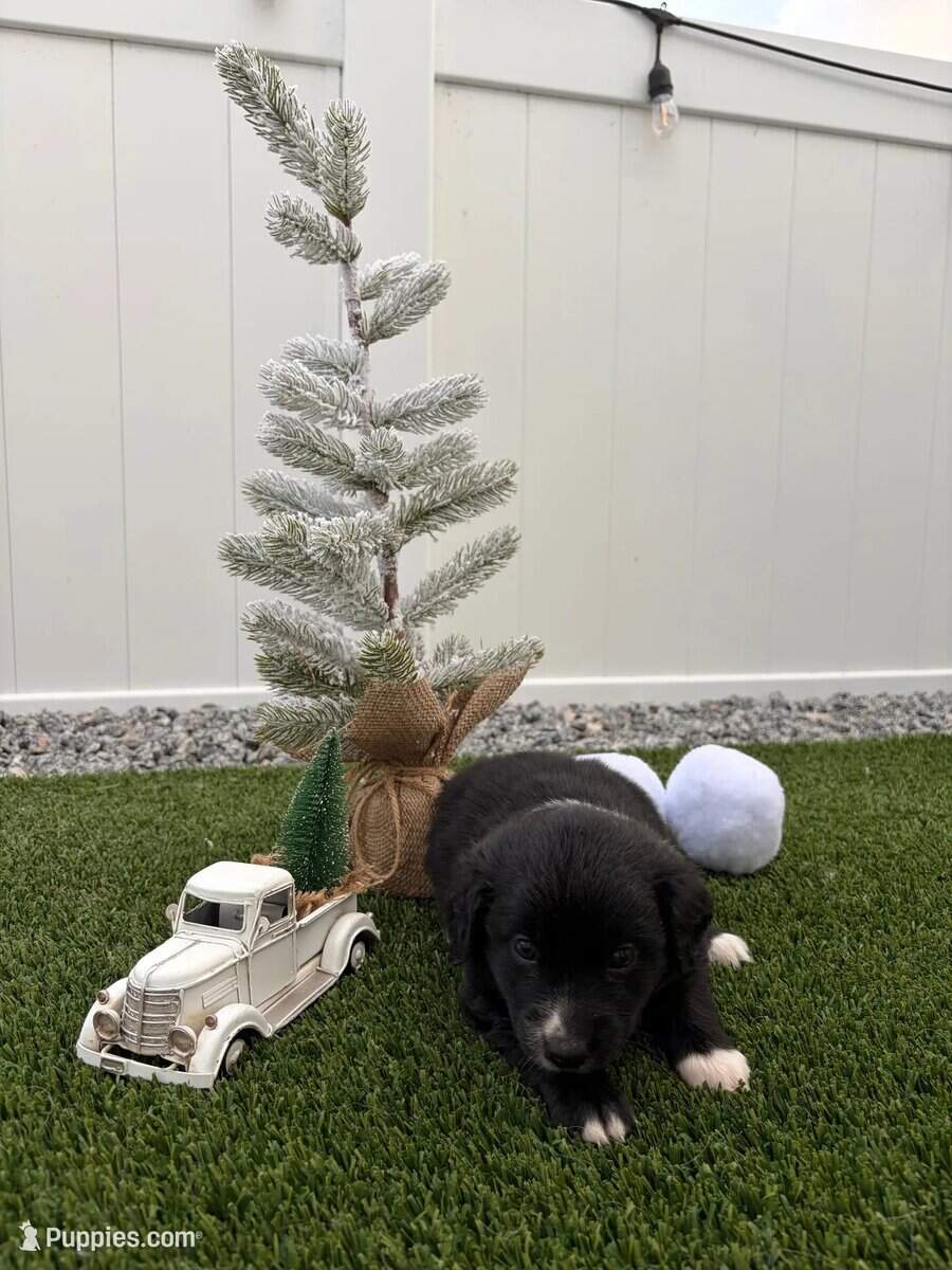 Black Tri - Mini Australian Shepard image 3