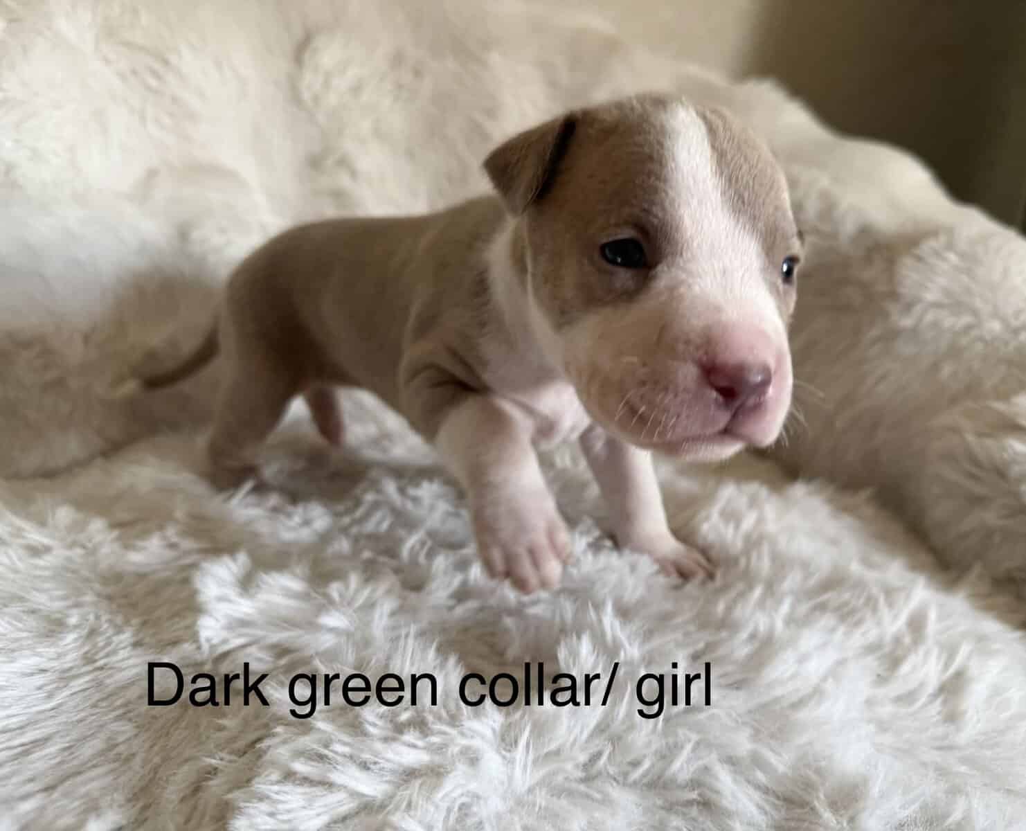 Bandog Puppies image 9