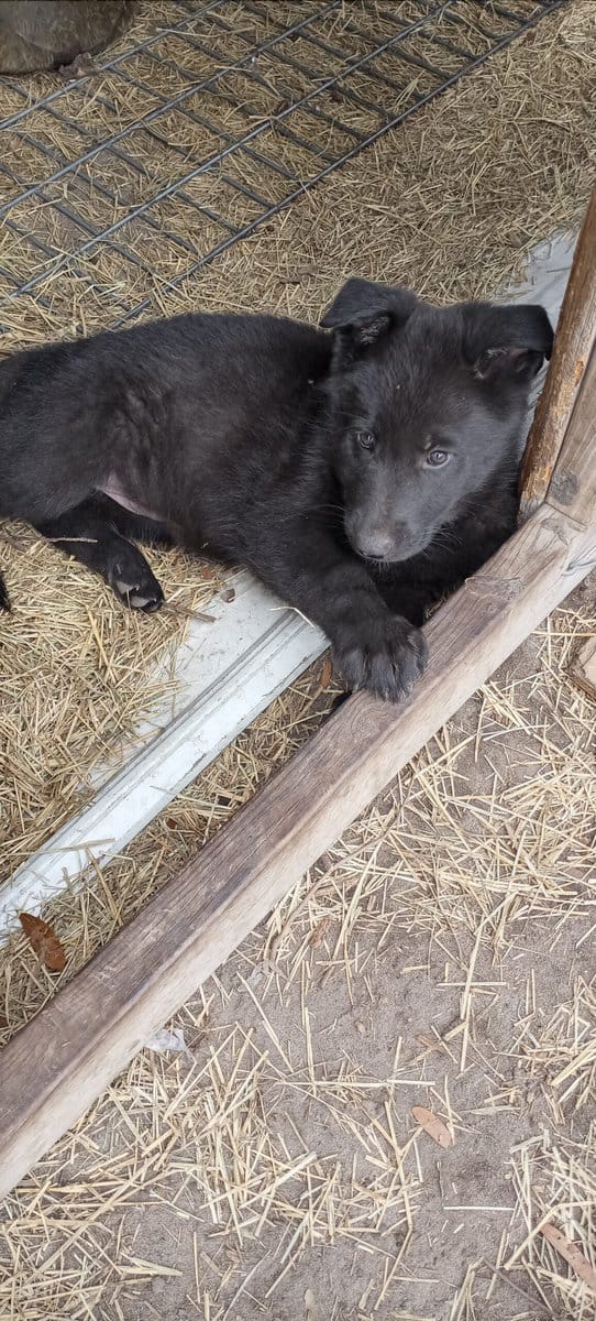 Registered German Shepherd Puppies image 4