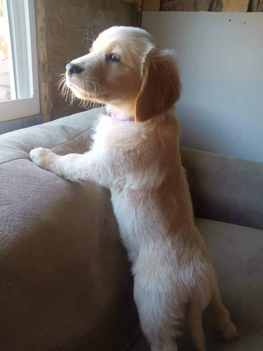 Golden retriever puppies image 8