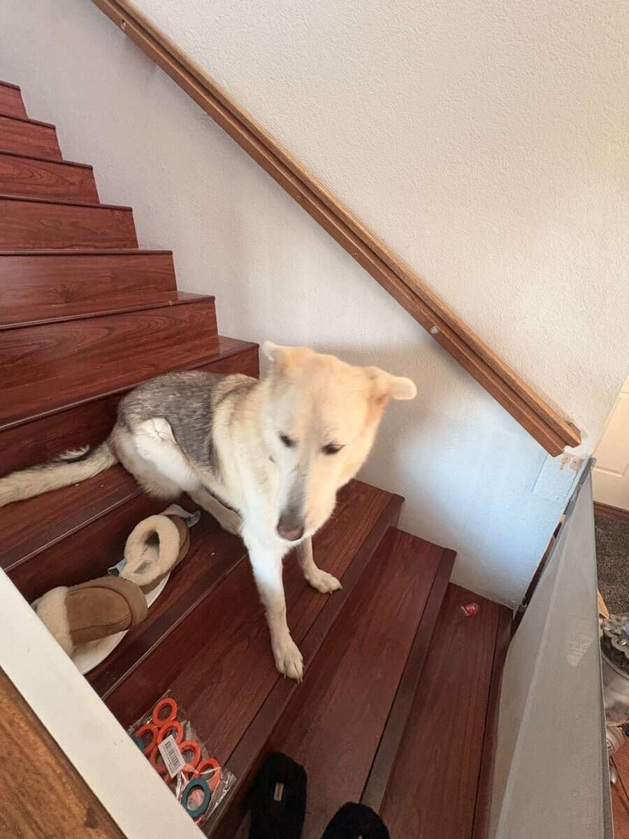 Smart Loving German Shepherd/Husk image 2