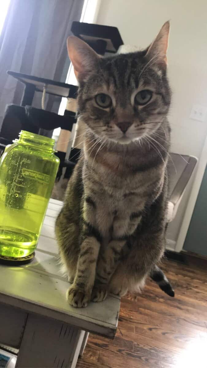 Rehoming Senior Female Cat image 4
