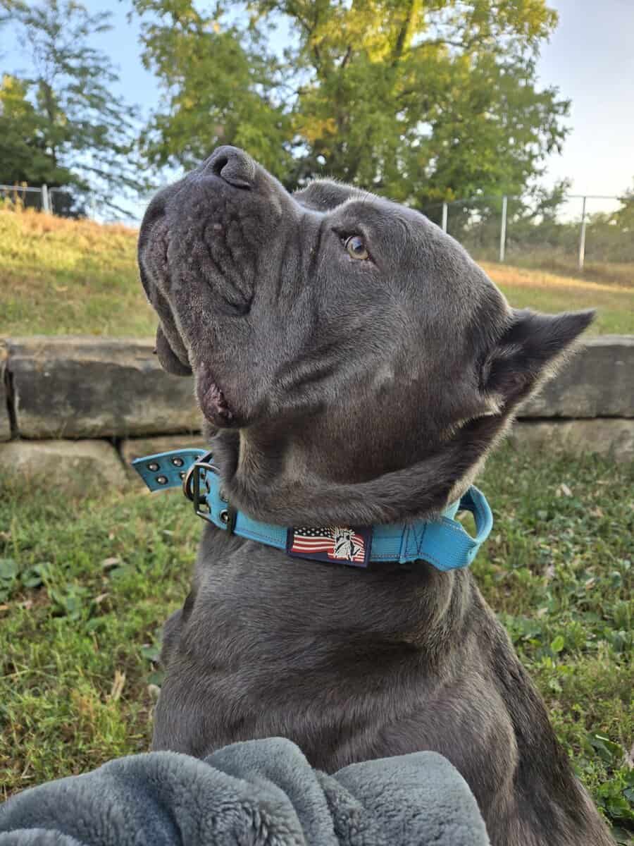 Cane Corso Puppies image 3