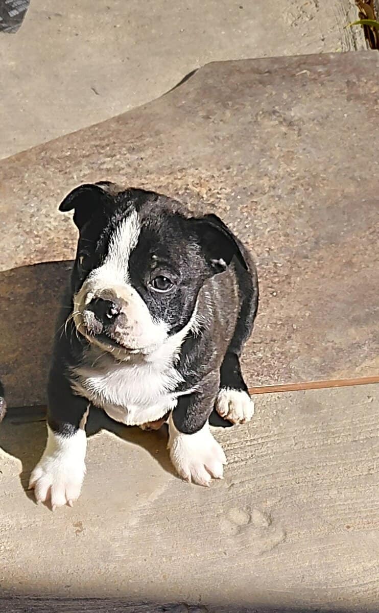 Boston terriers image 10