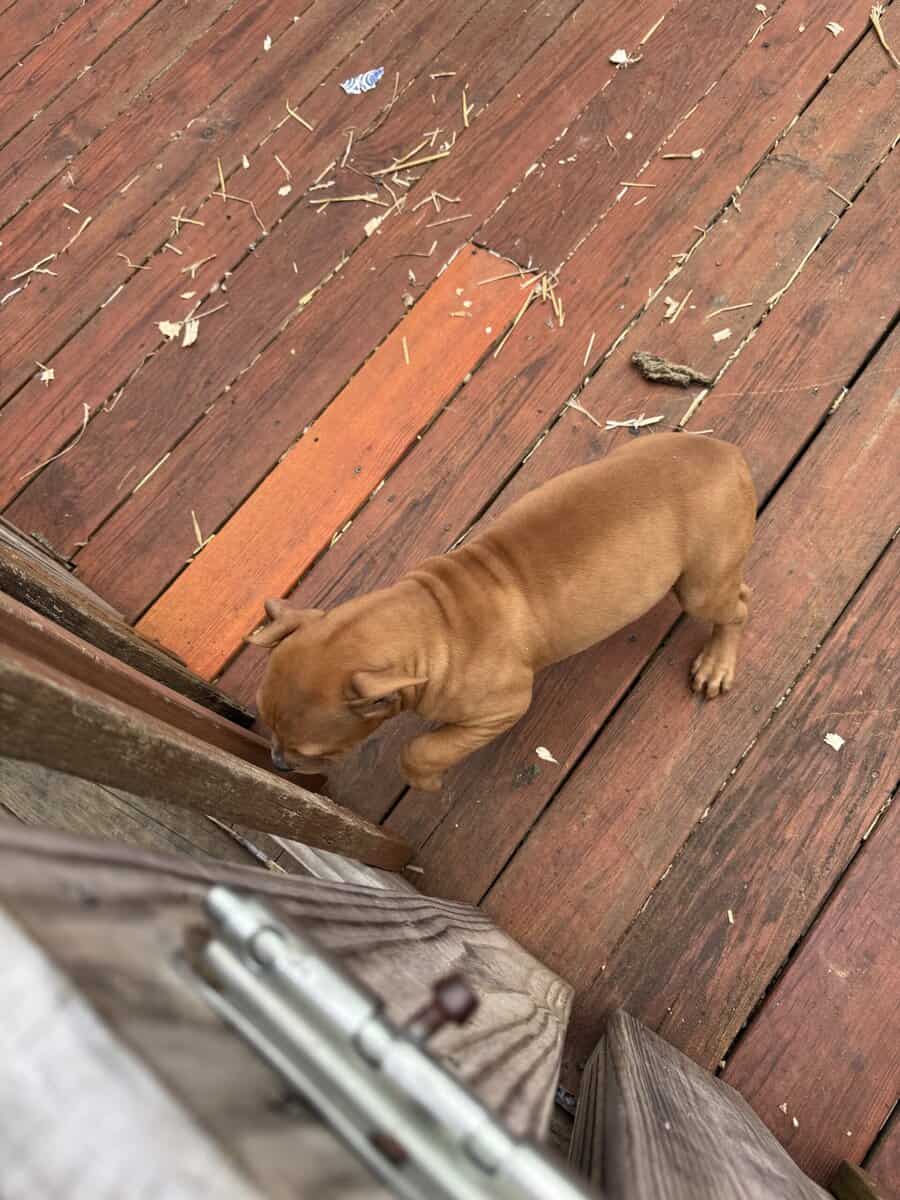 10 week old female American bully / pit bull for s image 1