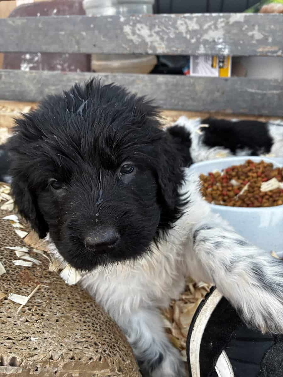 Newfoundland Puppies – Raised in a Home, Landseers image 4