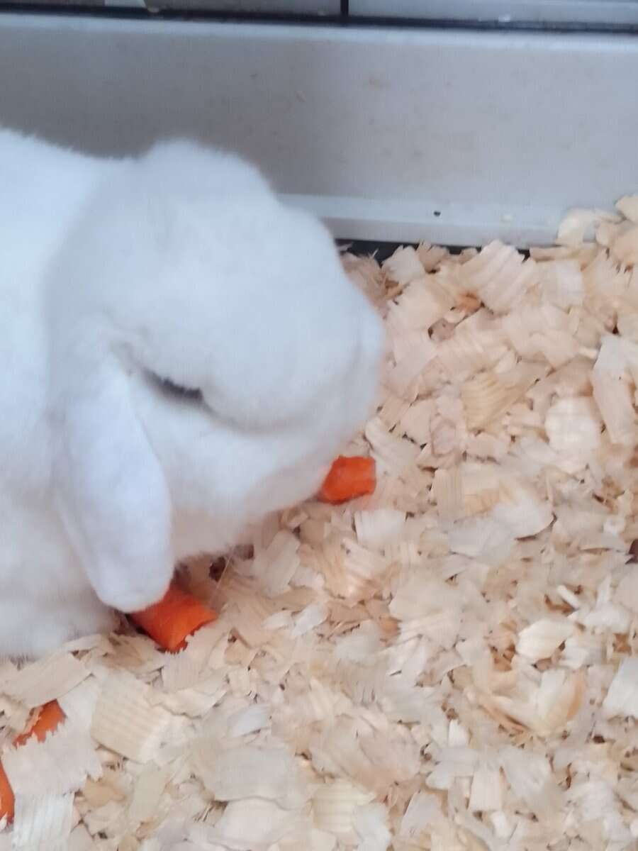 Male Bunny image 1