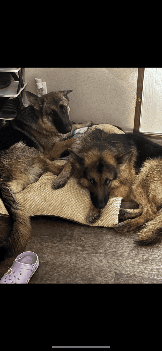 AKC registered German shepherd litter image 5