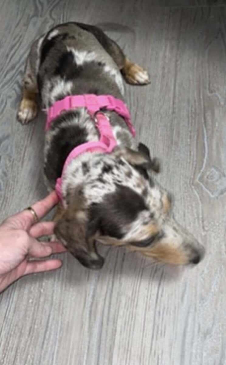 Mini dapple Dachshund ACA registered image 1
