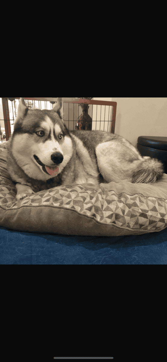 Forever home for friendly adorable Sasha. image 2
