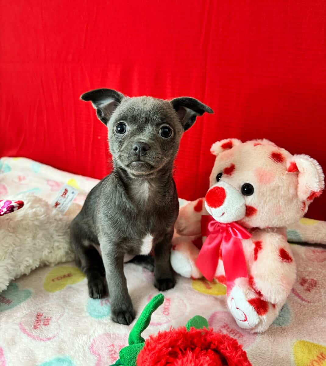 Applehead Chihuahuas purebred image 4