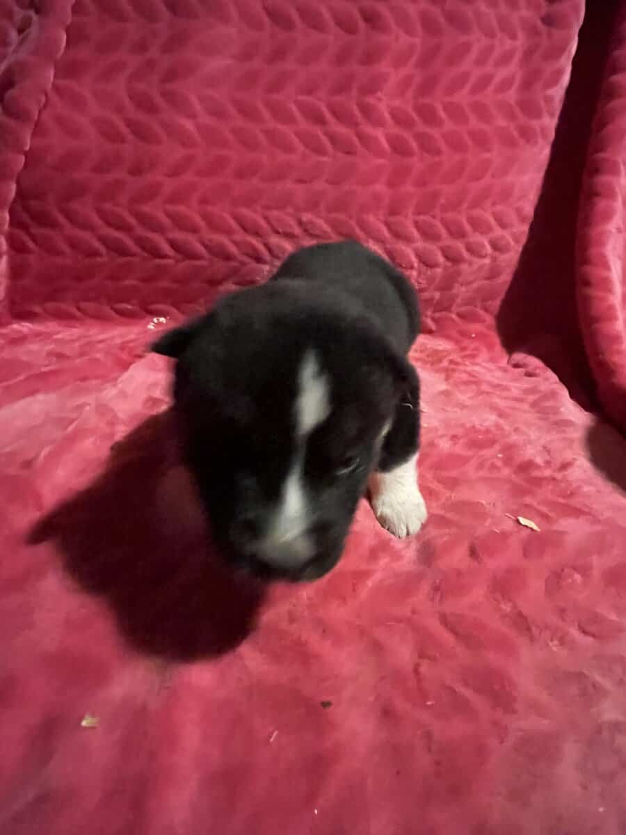 Siberian Husky puppies for sale 4 males 4 females. image 6