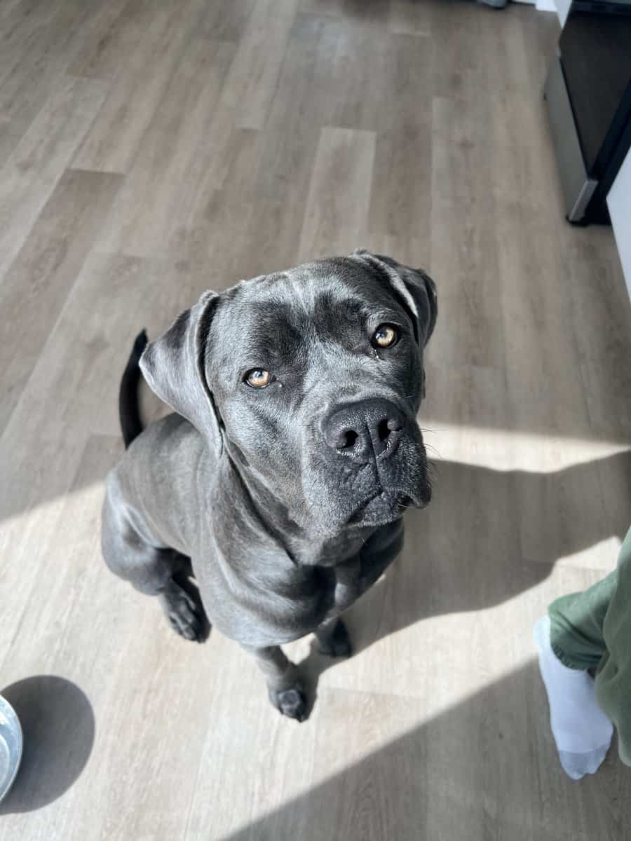 Cane Corso Female 3 Yr Old image 5