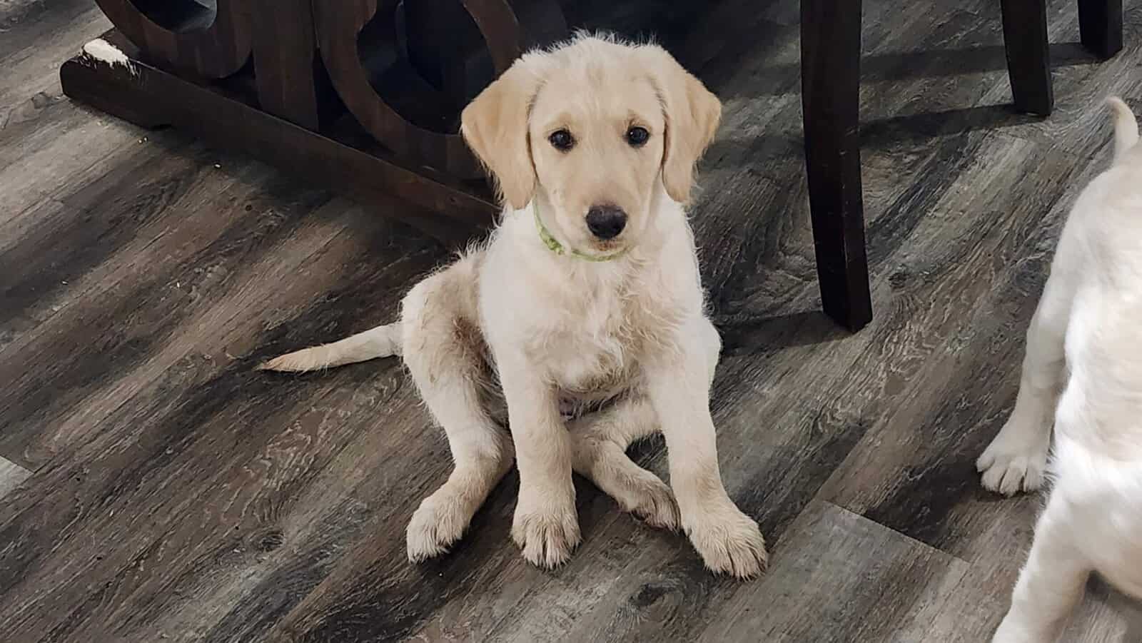 Labradoodle Puppies image 1